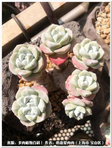 植物大战僵尸2激活码2022(植物大战僵尸2激活码领取)插图55