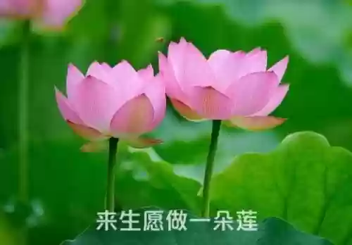 荣耀之光搭配阵容推荐图(荣耀舰队阵容搭配攻略)插图73