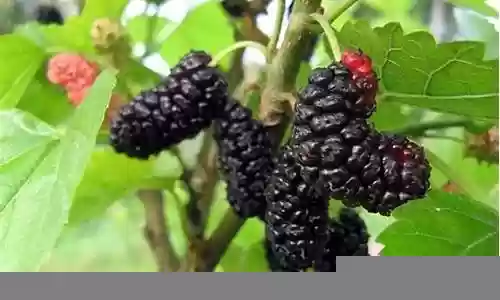 植物桑椹阵容搭配
