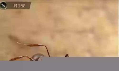 锯齿猛蚁阵容搭配