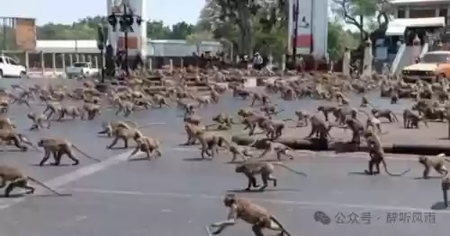 猴子打架阵容插图