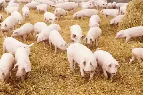 家猪阵容