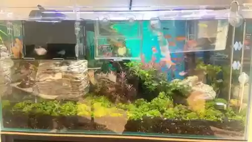 鱼缸阵容