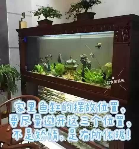 鱼缸阵容插图