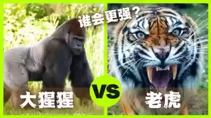pk老虎阵容插图