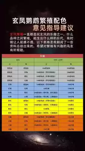 鹦鹉阵容搭配插图 鹦鹉阵容搭配插图