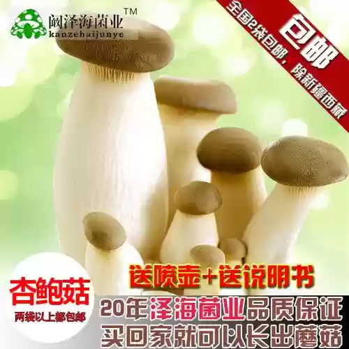 武器蘑菇插图
