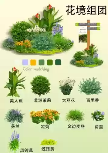 植物阵容搭配图表