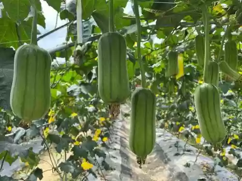 丝瓜新阵容
