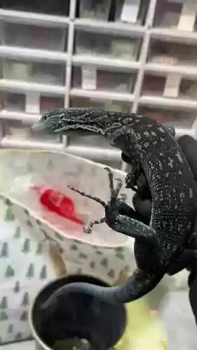 巨蜥阵容插图