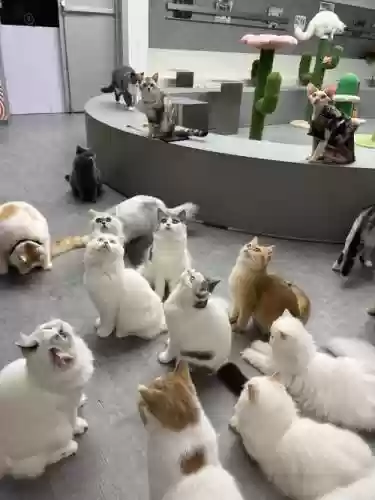 dk猫咪阵容