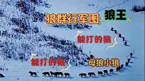 狼的阵容