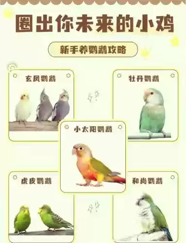 鹦鹉阵容搭配