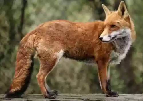 红狐狸逃脱攻略