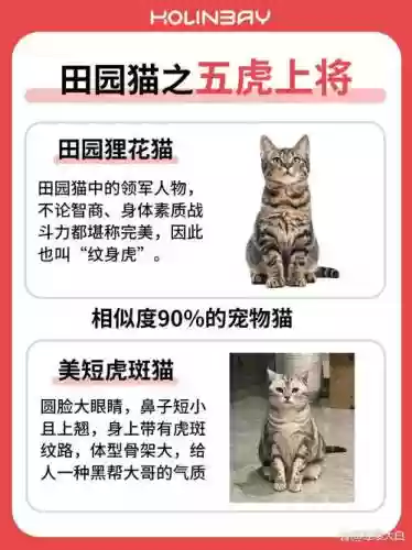 虎猫队阵容搭配插图
