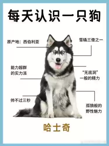 二哈阵容搭配