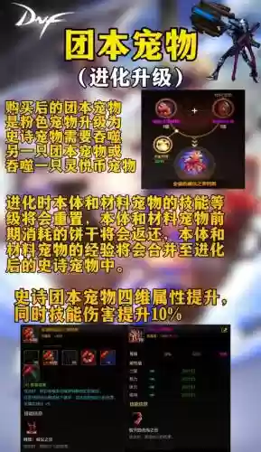 dnf2017宠物装备选什么_2