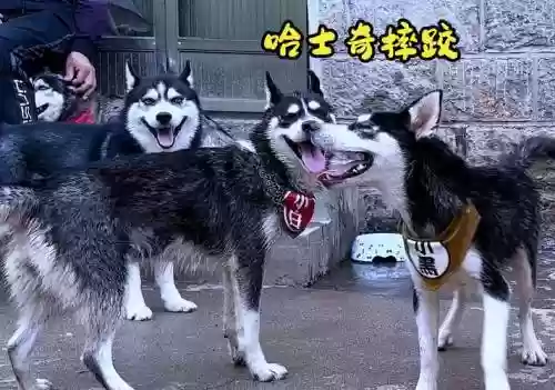 二哈阵容搭配插图