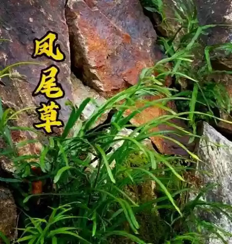 梦幻西游凤尾草图片大全插图