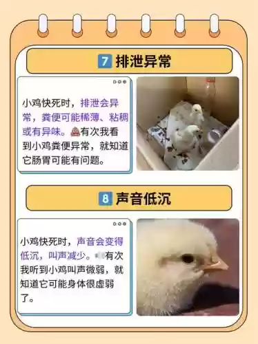 复活节小鸡逃离攻略插图