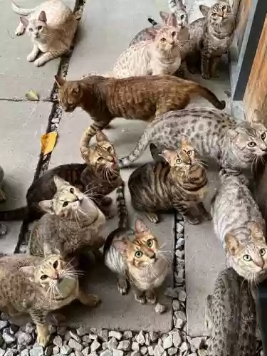 虎猫队阵容搭配