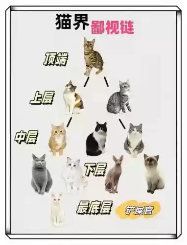 主猫阵容搭配_2