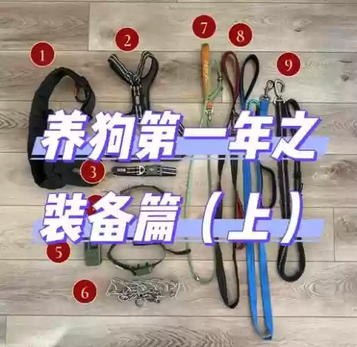 驱魔遛狗装备，驱魔pk狗怎么控制插图