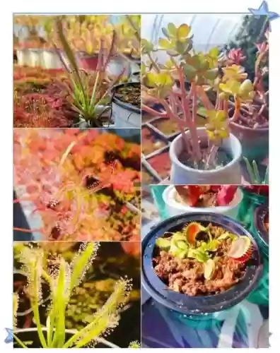 掠食植物园攻略，掠食植物园温室怎么进插图1