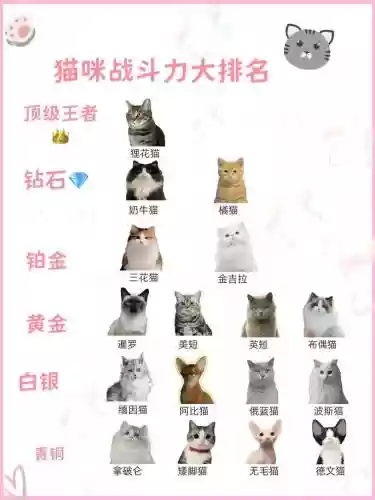 猫改技能选择，猫咪技能加成