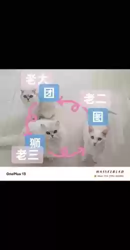 狮子阵容搭配，狮子推图阵容插图1