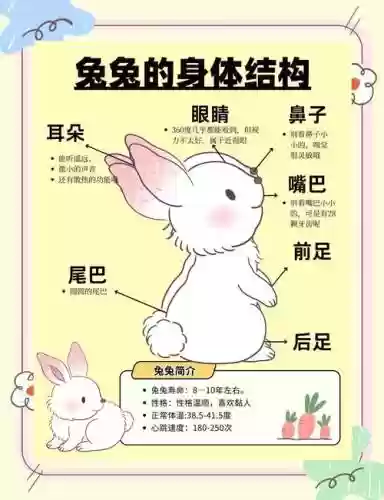 兔子进化攻略，进阶的兔子插图