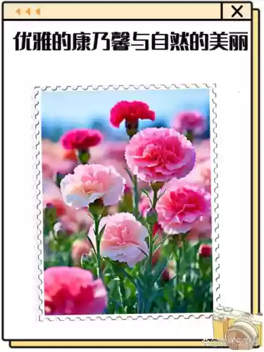 梦幻西游康乃馨出处，梦幻西游康乃馨有什么用插图